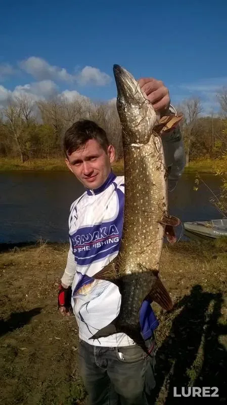 Perch, Pike — Saratovskaya oblast, Oct 23, 2016
