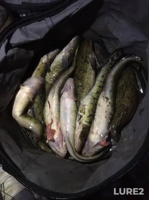 Burbot — Leningradskaya oblast, Vsevolozhskiy rayon, Nov 14, 2019