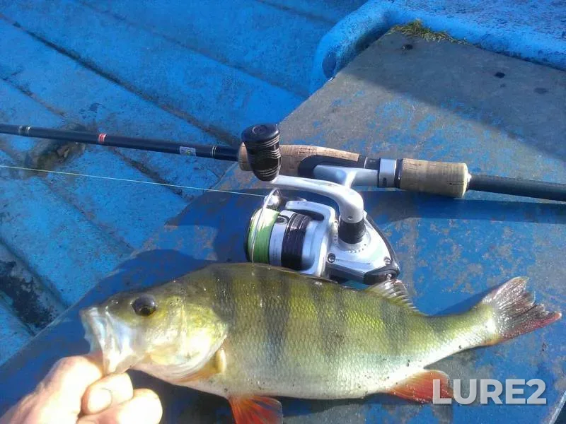 Chub, Perch — Zelenetskiy proliv, Nov 26, 2019