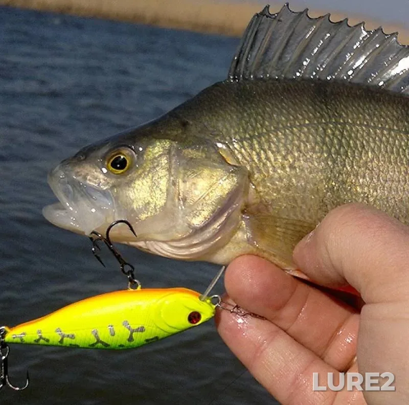 Perch — yerik Babushkin, Mar 18, 2019