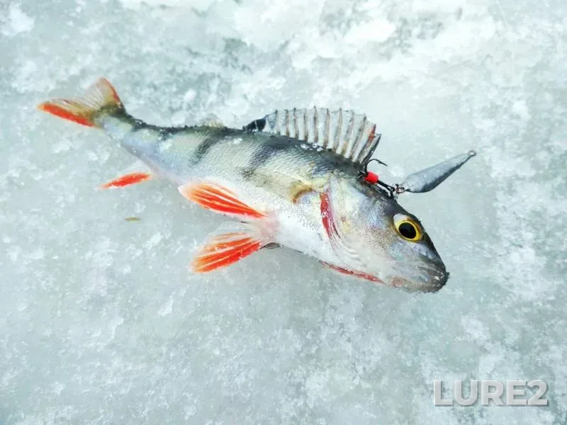 Perch — Leningradskaya oblast, Vyborgskiy rayon, Feb 13, 2018
