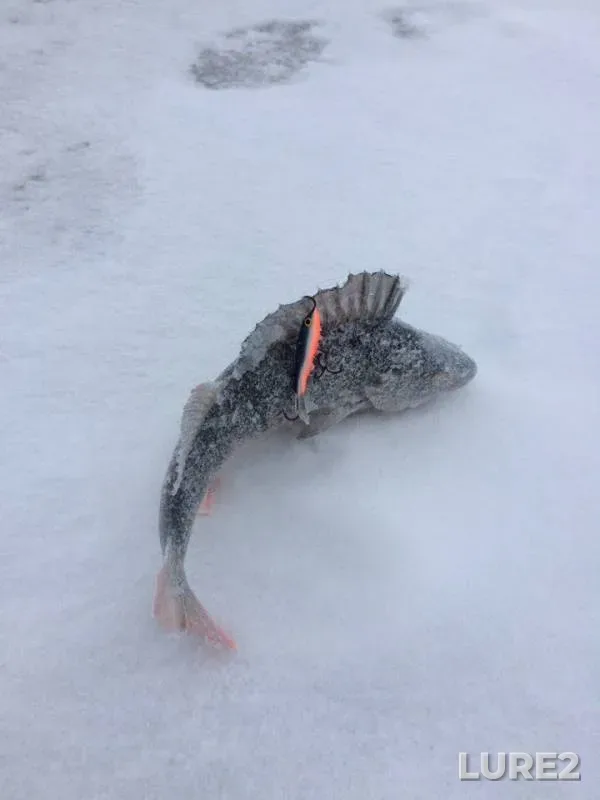 Perch — Gorkovskoye, Jan 27, 2018