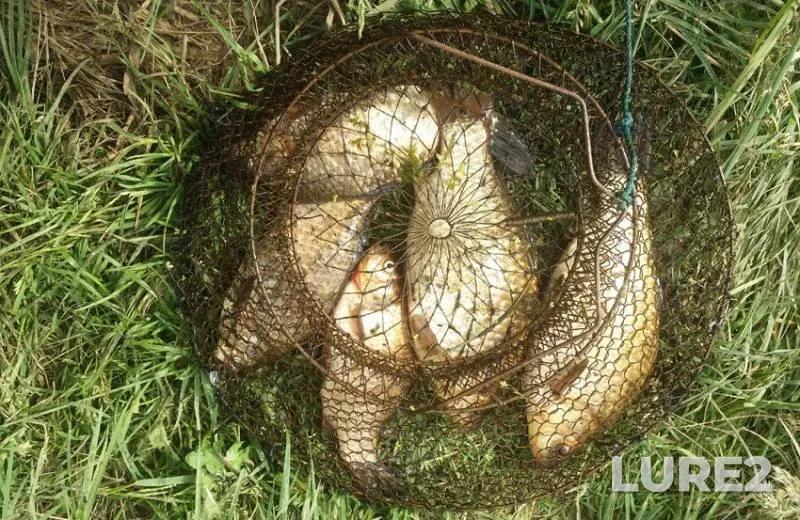 Crucian carp — Zhuzhla, Apr 12, 2018