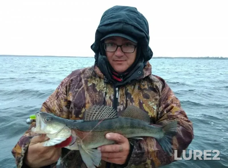 Zander — Nizhegorodskaya oblast, Nov 01, 2018
