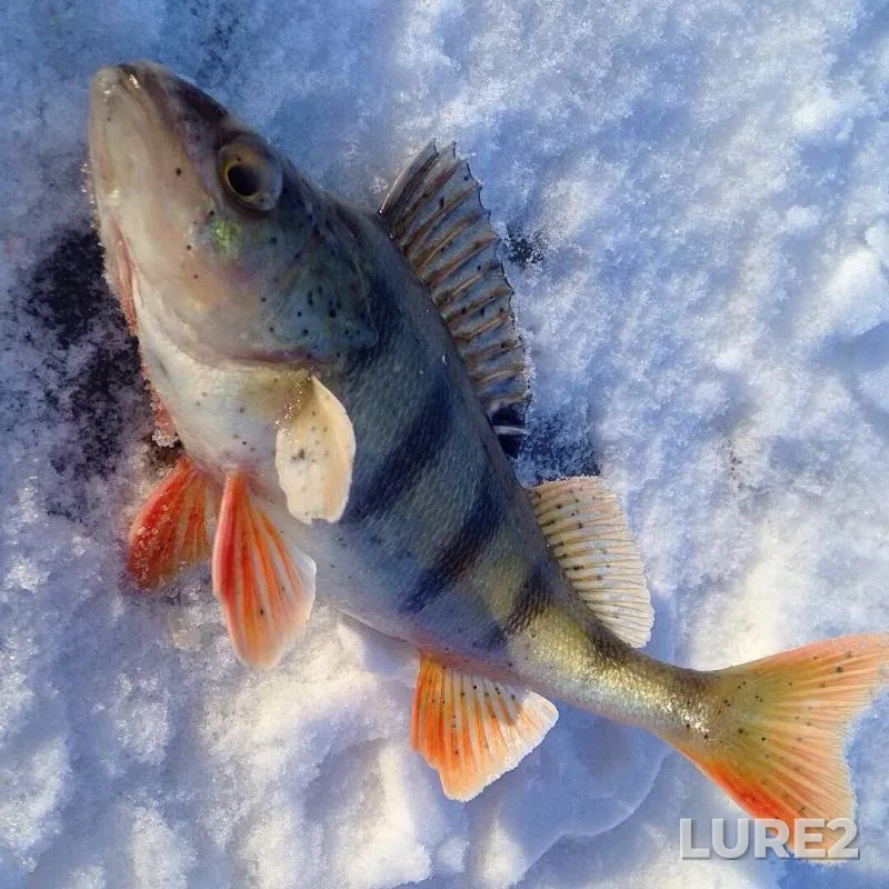 Perch — Oka, Nov 29, 2018