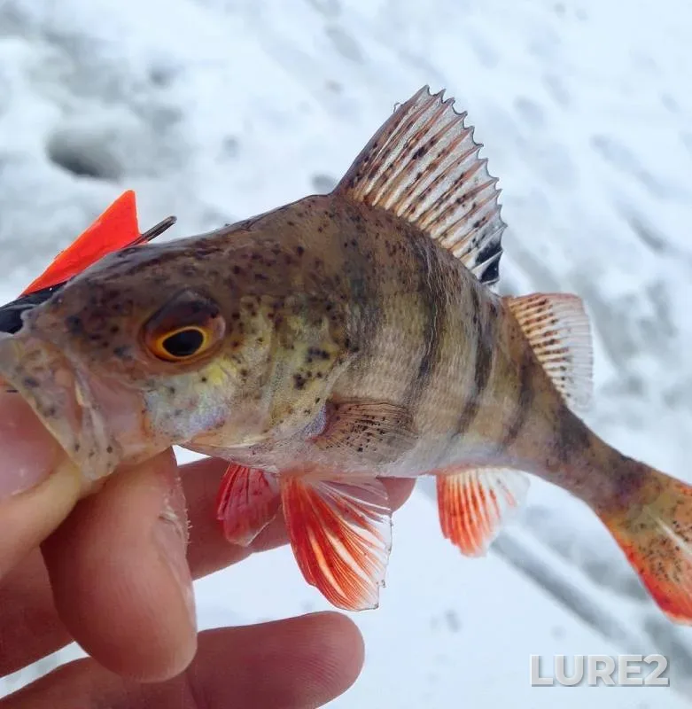 Perch — Oka, Dec 09, 2018