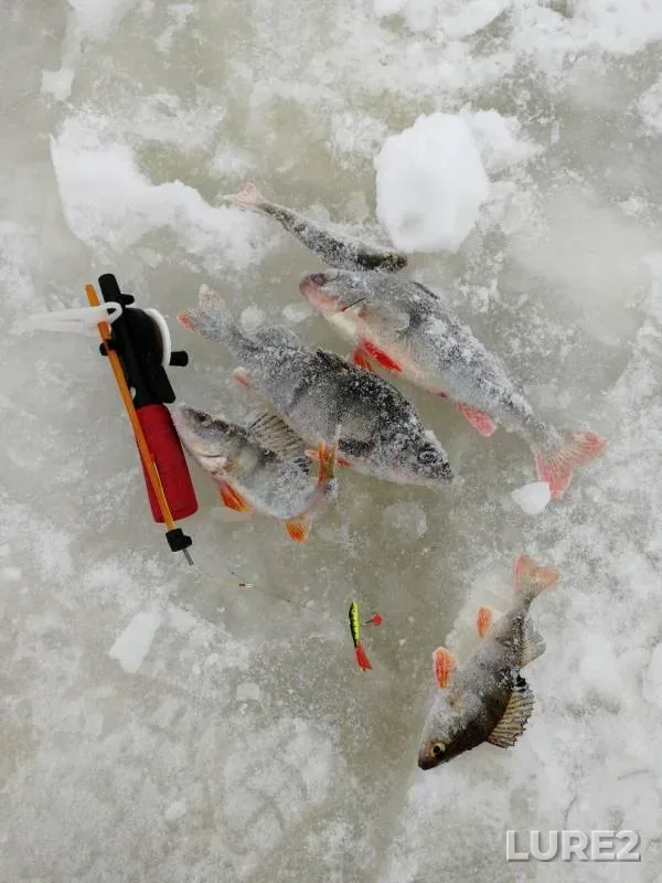 Perch — Gryaznyy Zaton, Jan 03, 2019