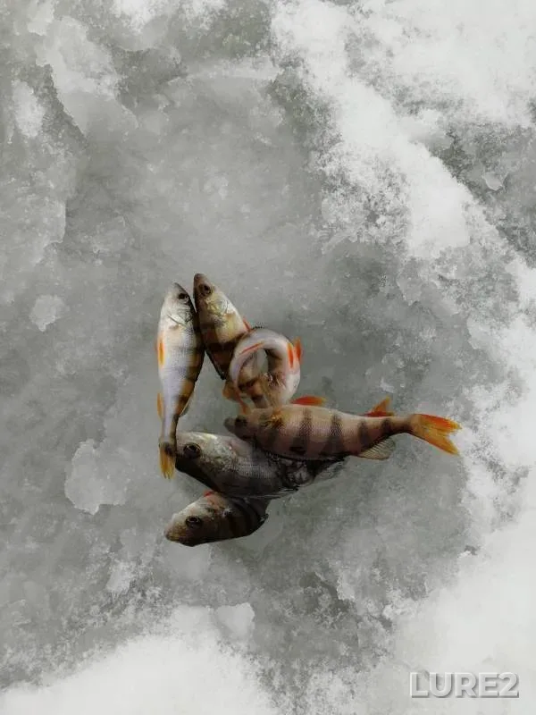 Perch — Lunskoye, Jan 04, 2019
