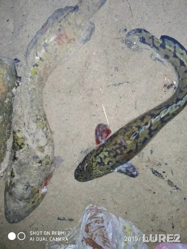Burbot — Kama, Oct 13, 2019