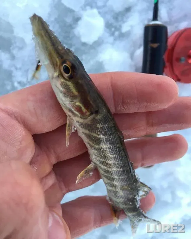 Pike — Pervoye parkovoye, Jan 19, 2019