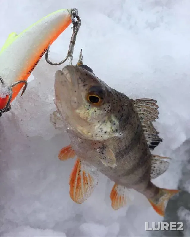 Perch — Oka, Feb 13, 2019