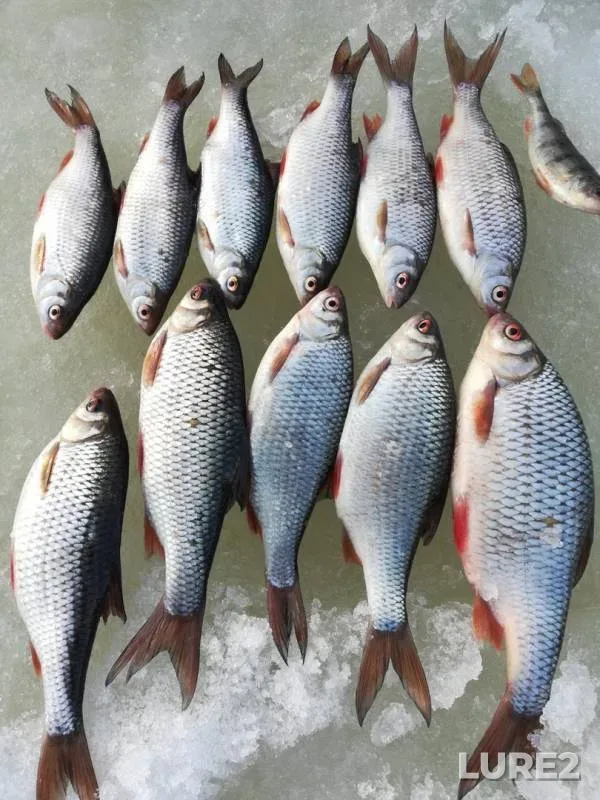 Perch, Roach — Gorkovskoye, Mar 09, 2019