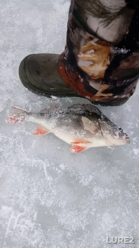 Perch, Pike — Chizhkovskoye, Mar 14, 2019