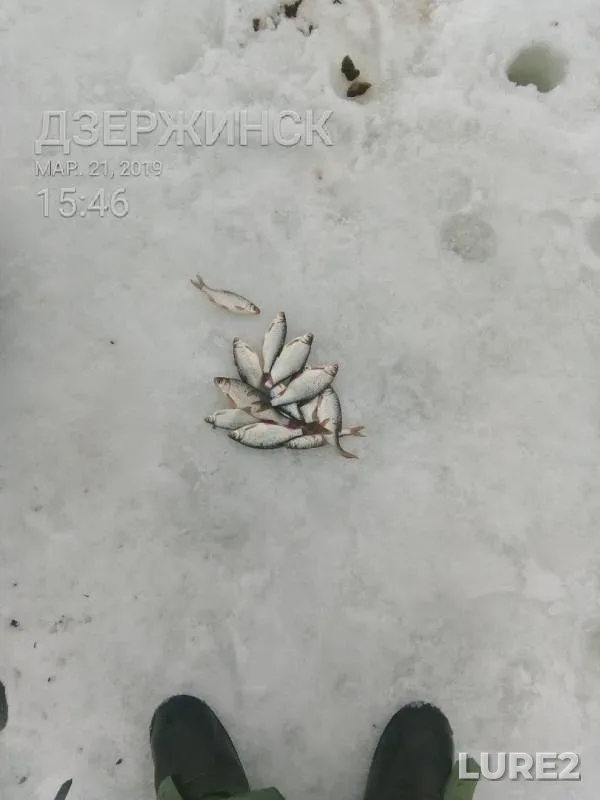 Roach — Oka, Mar 21, 2019