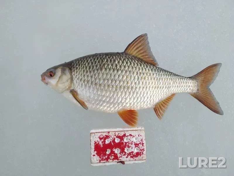 Perch, Roach — Gorkovskoye, Mar 21, 2019