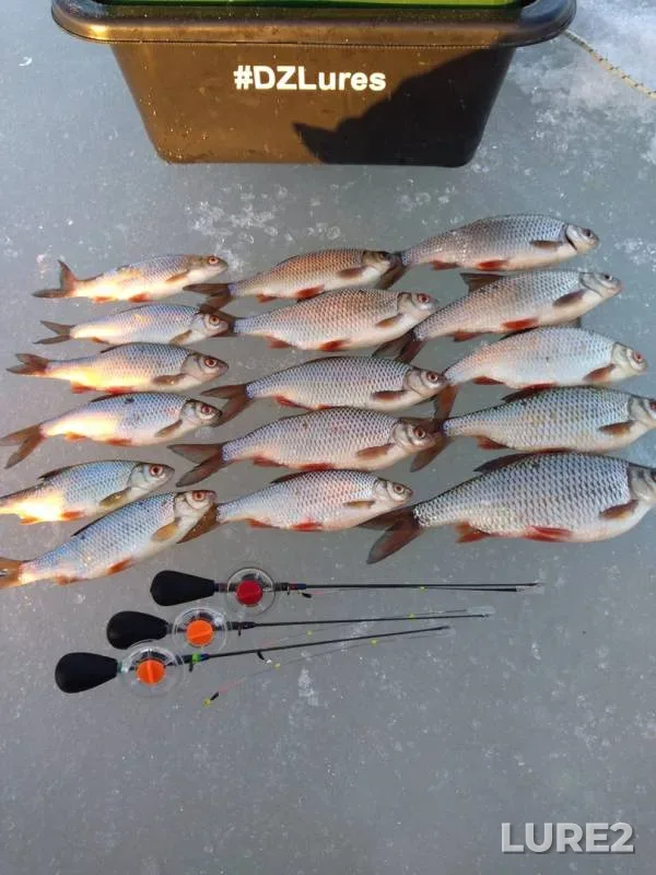 Roach — Gorkovskoye, Mar 31, 2019