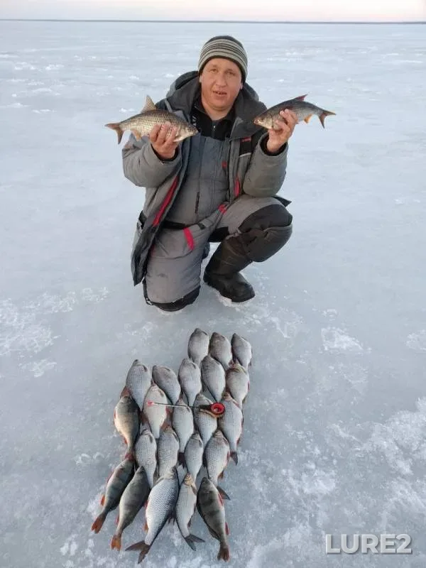Perch, Roach — Gorkovskoye, Apr 01, 2019