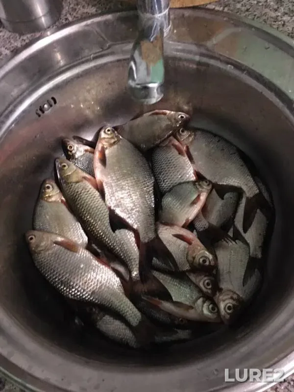 Roach, White bream — Volga, Apr 30, 2019