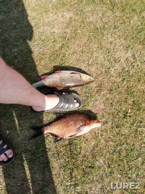 Bream, Chub — Kerzhenets, Jun 11, 2019