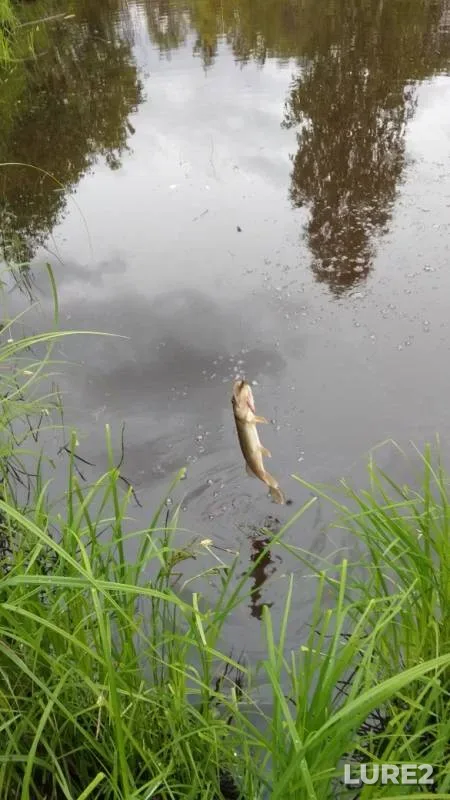 Perch — Nizhegorodskaya oblast, Jul 07, 2019
