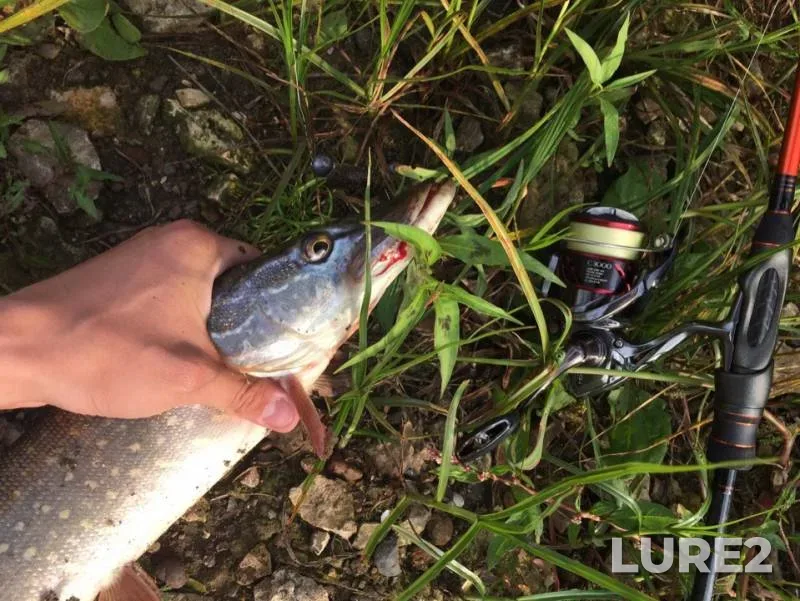 Pike — Oka, Aug 08, 2019