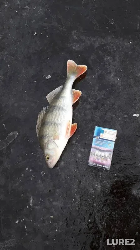 Perch — Gorkovskoye, Nov 24, 2019