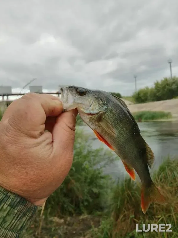 Asp, Chub — Pronya, Aug 09, 2019