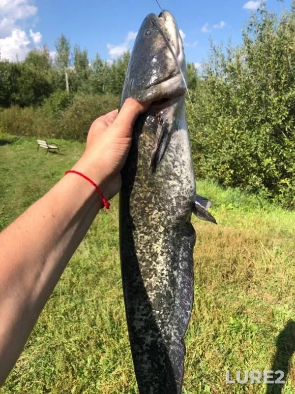Carp, Wels catfish — Listvyanka, Aug 22, 2019