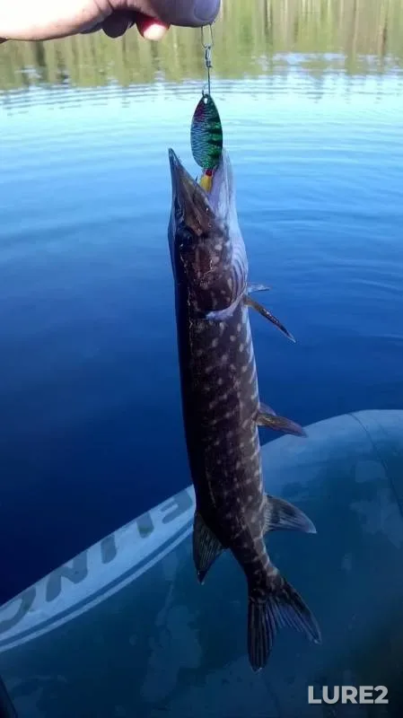Pike — Vikshalampi, Aug 05, 2017