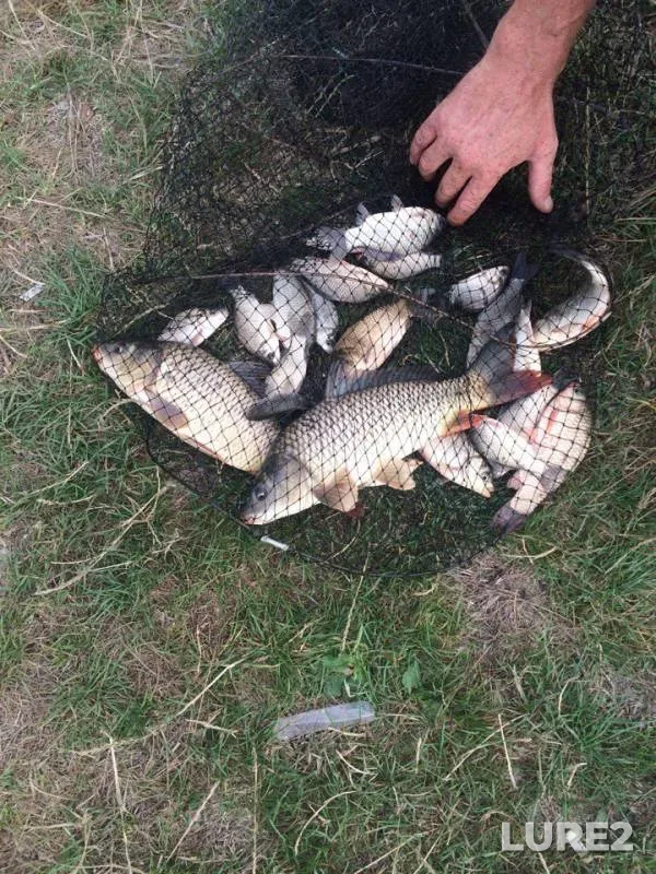 Carp, Crucian carp — Kiїvska oblast, Aug 15, 2017