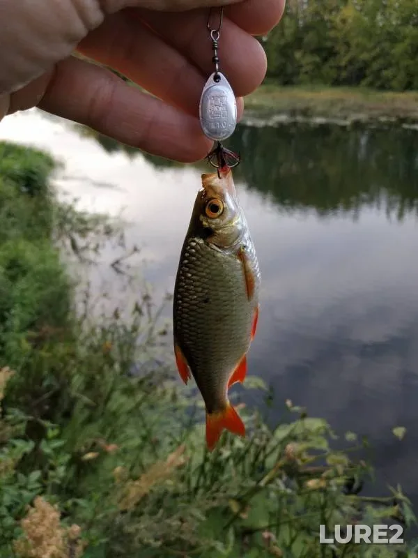 Perch, Rudd — Vozha, Aug 27, 2019
