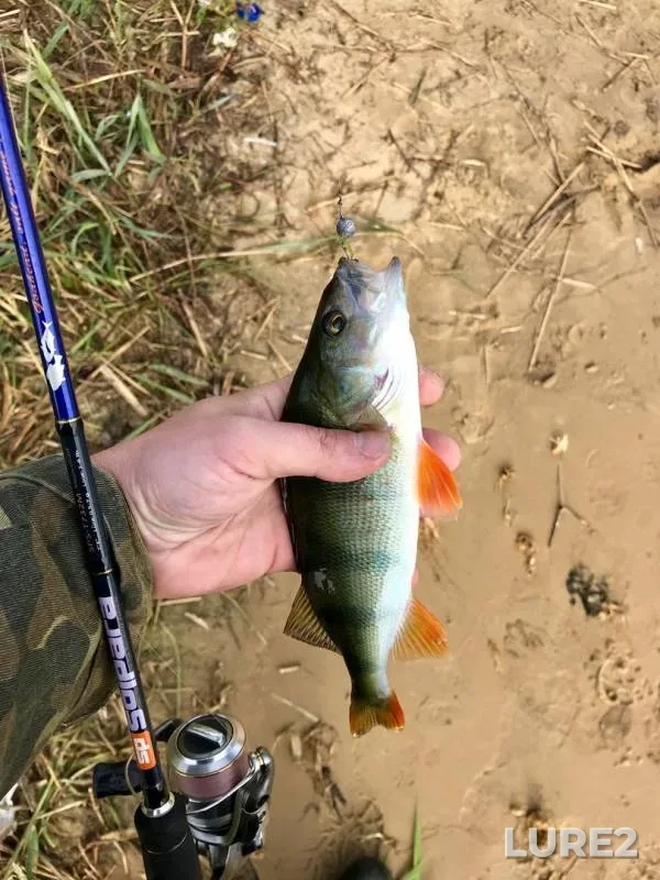 Perch — Tretiy Borkovskoy karyer, Aug 31, 2019