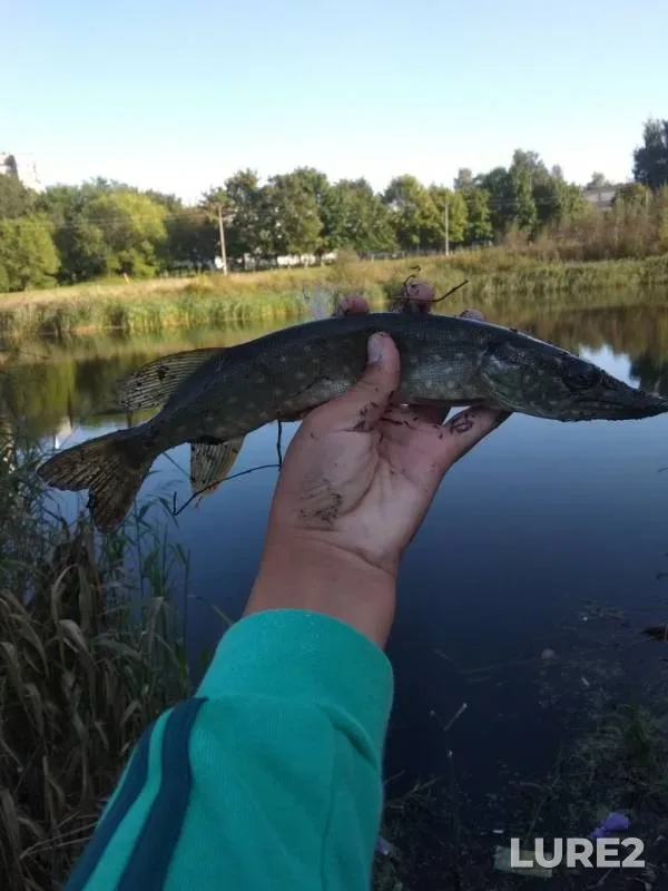 Perch, Pike — Ryazanskaya oblast, Aug 31, 2019