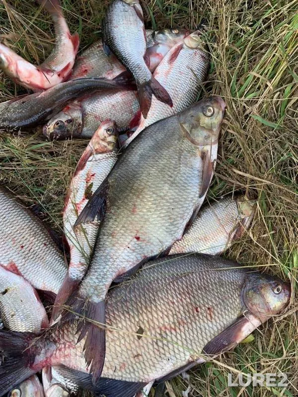 Bream, Ide — Permskiy kray, Sep 21, 2019