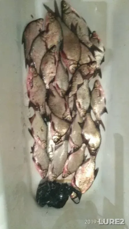 Bream — Ryazanskaya oblast, Sep 07, 2019