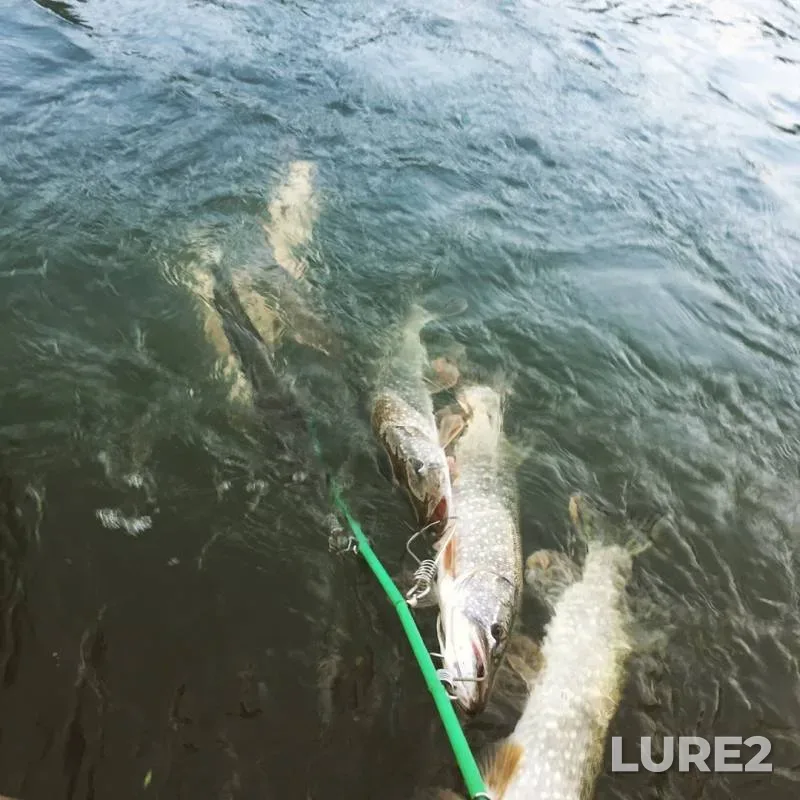 Pike — Oka, Sep 10, 2019