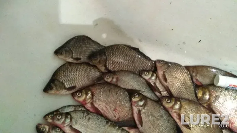 Bream, Crucian carp — Ryazanskaya oblast, Sep 11, 2019