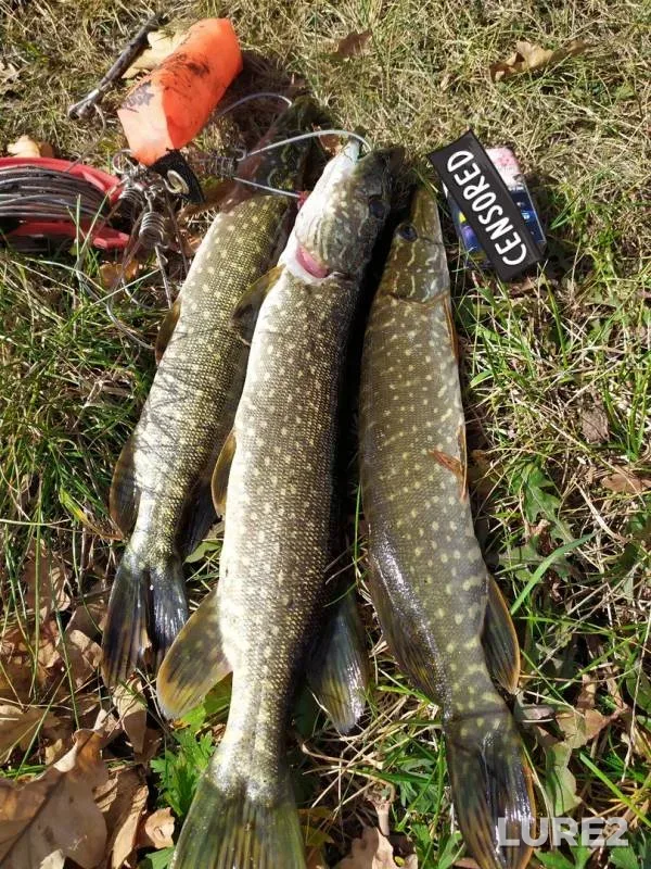 Pike — Aleshinskoye, Sep 15, 2019