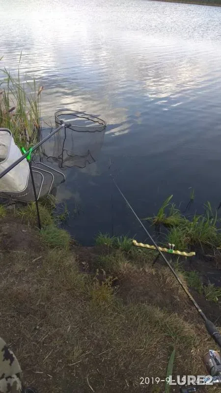 Bream, White bream — Ryazanskaya oblast, Sep 15, 2019