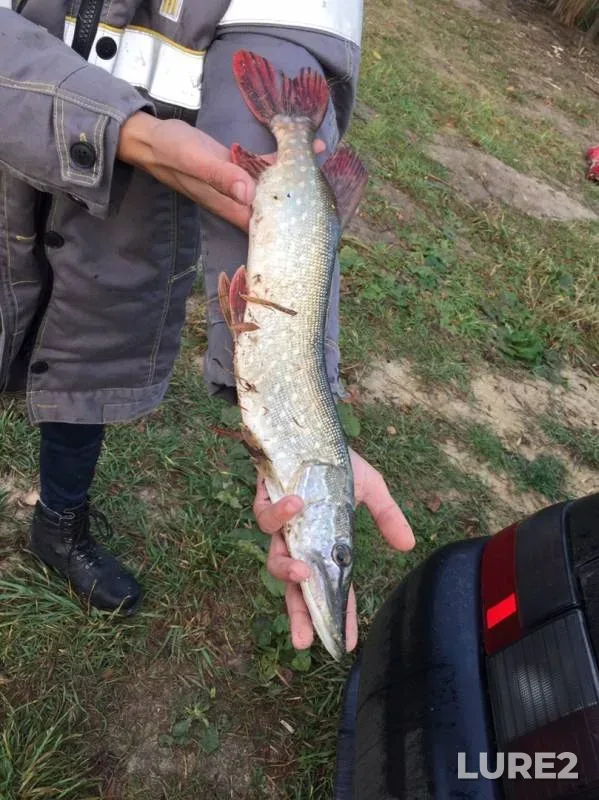 Pike — Zhitovskoye, Sep 21, 2019