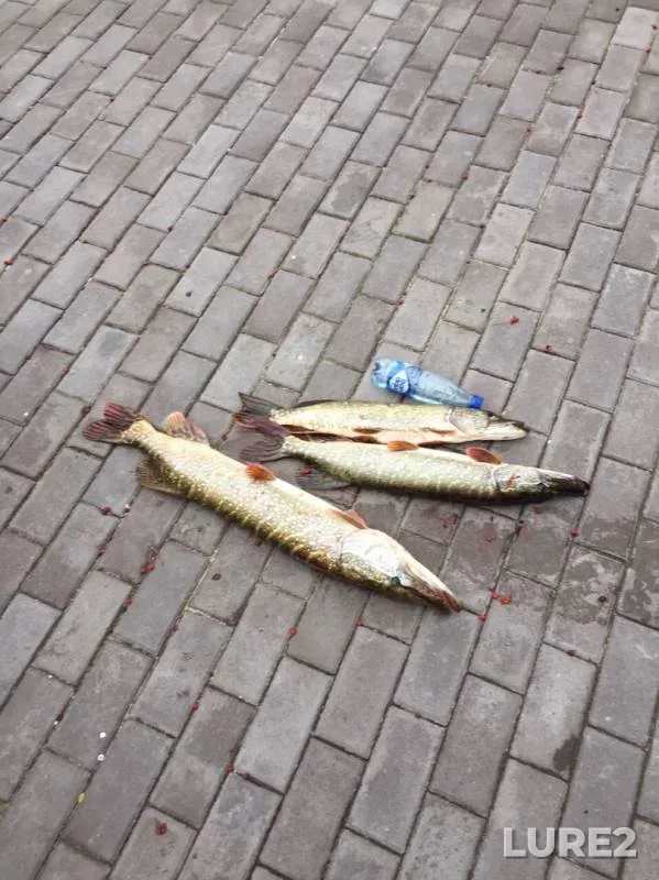 Pike — Oka, Sep 29, 2019