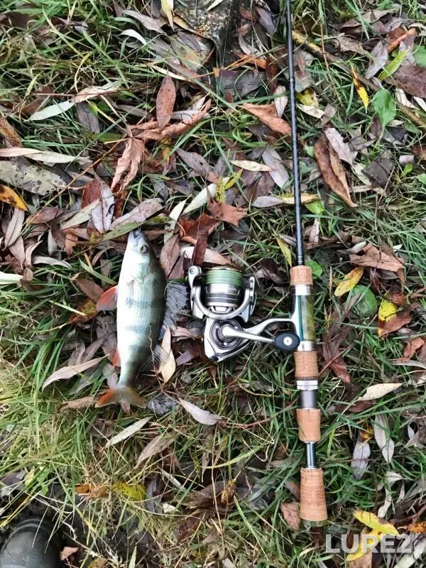 Perch — Vtoroy Borkovskoy karyer, Oct 12, 2019