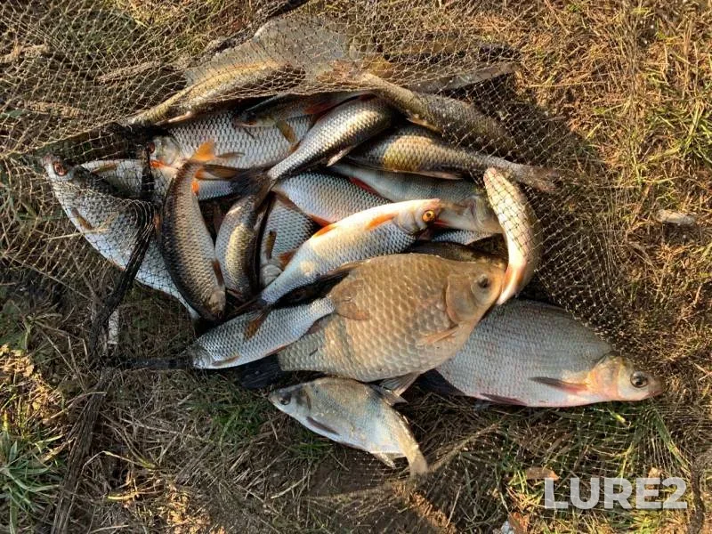 Bream, Crucian carp — Ryazanskaya oblast, Oct 15, 2019