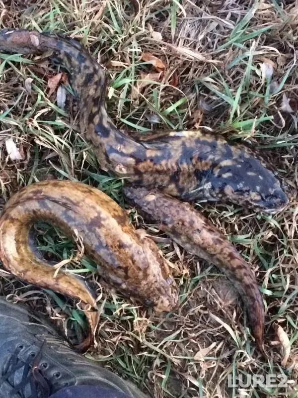 Burbot — Oka, Nov 03, 2019
