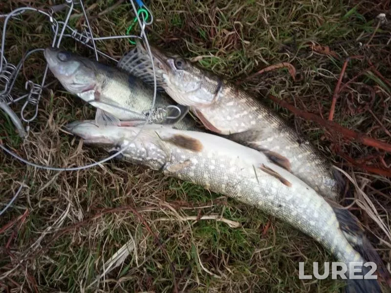 Pike, Zander — Oka, Nov 04, 2019