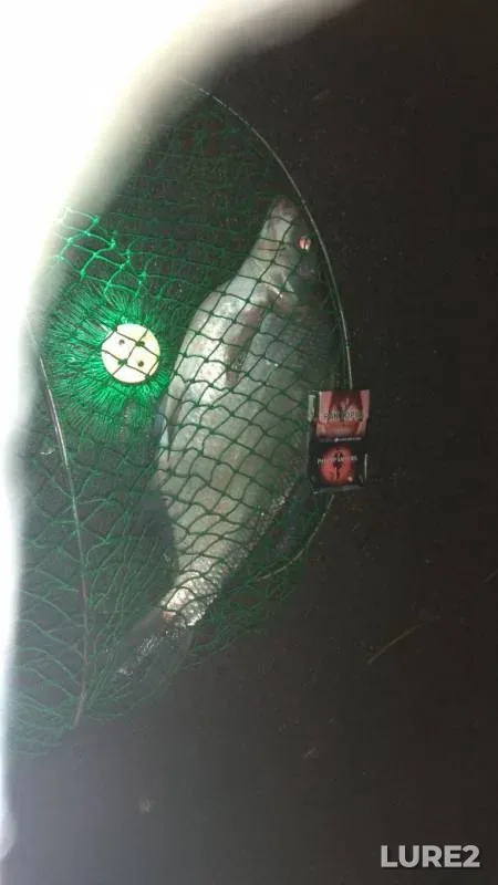 Bream — Moskva, Nov 10, 2019