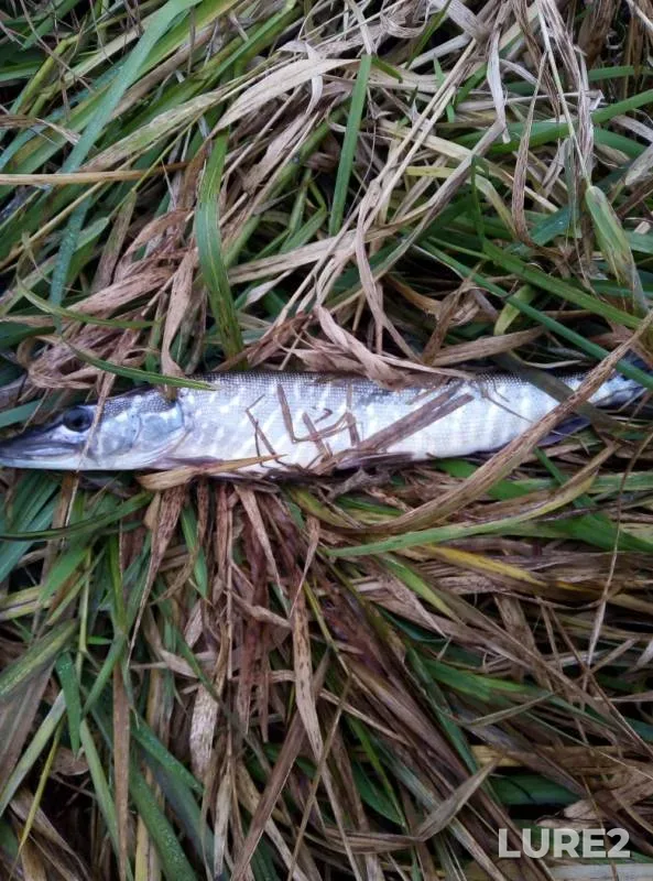 Pike — Dyadkovskiy zaton, Nov 10, 2019
