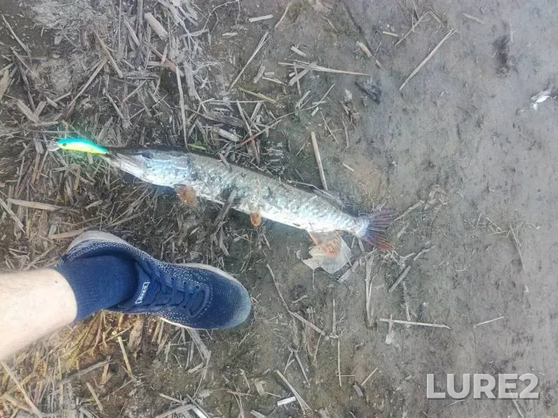 Pike — Yenisey, Jun 13, 2019