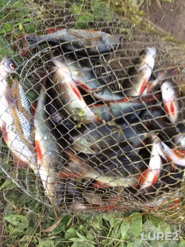 Perch, Roach — Boguchanskoye, Jun 15, 2019