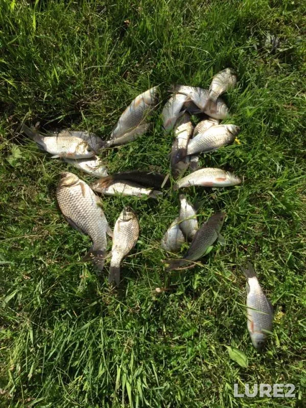 Crucian carp — Minzhul, Jun 22, 2019
